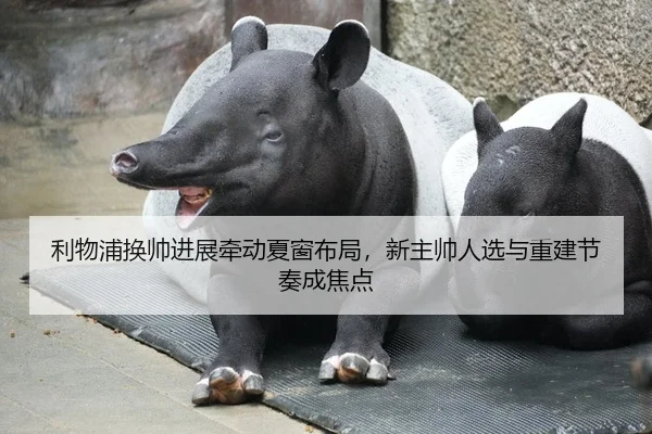利物浦换帅进展牵动夏窗布局，新主帅人选与重建节奏成焦点